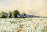 Field Canvas Paintings - The Daisy Field